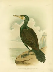 Cormoran australien, 1891